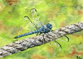 "Dragonfly" by Beverly Larson, Oregon WI - Watercolor- SOLD